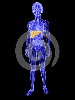 Highlighted liver