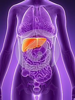 Highlighted liver