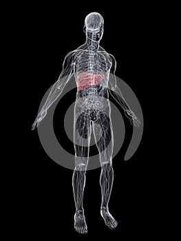 Highlighted liver