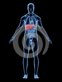 Highlighted liver