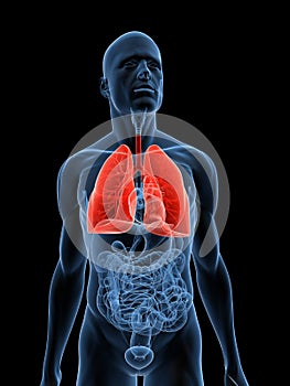 Highlighted lung