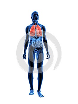 Highlighted lung