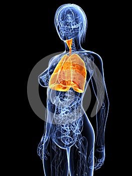 Highlighted lung