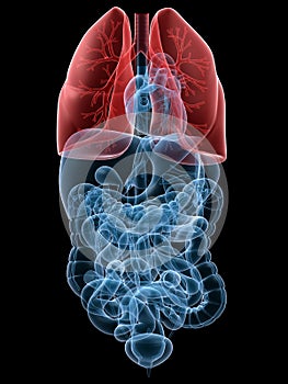 Highlighted lung