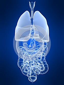 Highlighted lung