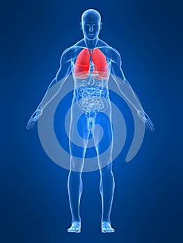 Highlighted lung