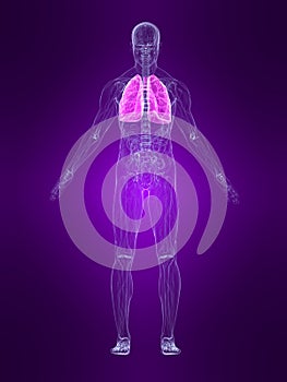 Highlighted lung