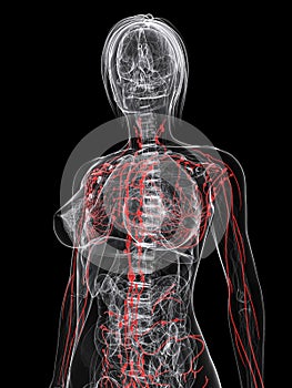 Highlighted lymphatic system