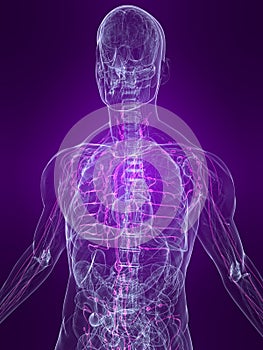 Highlighted lymphatic system