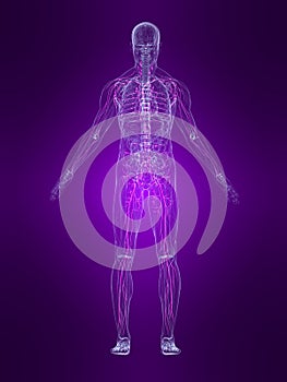 Highlighted lymphatic system