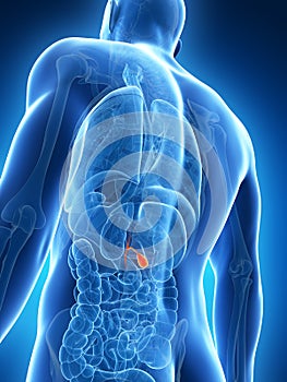 Highlighted male gallbladder