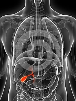 Highlighted male gallbladder