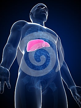 Highlighted male liver