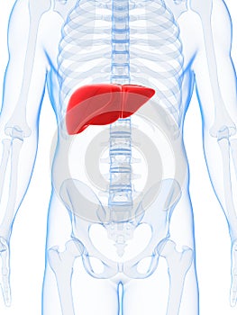 Highlighted male liver