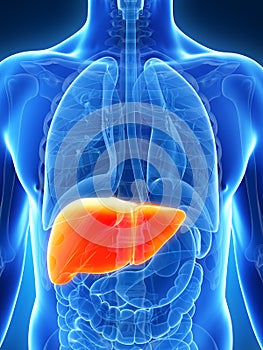 Highlighted male liver