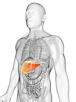 Highlighted male liver