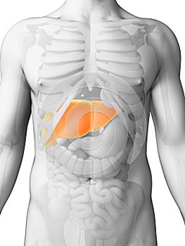 Highlighted male liver