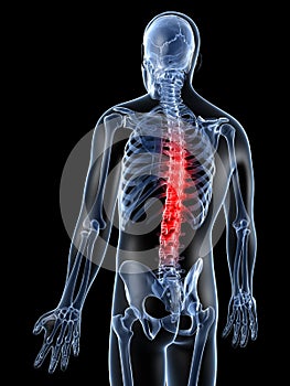 Highlighted male spine