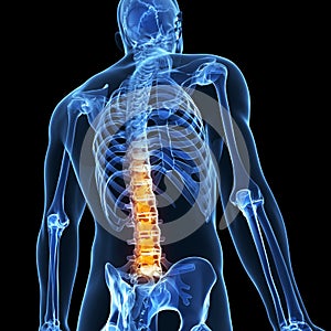 Highlighted male spine