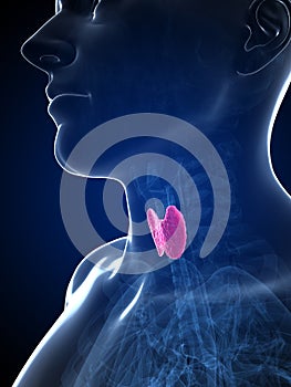 Highlighted male thyroid gland