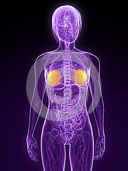 Highlighted mammary glands photo
