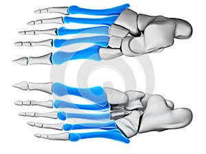 Highlighted metatarsal bones