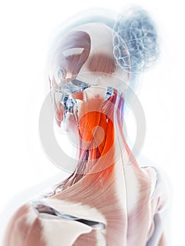 Highlighted neck muscle