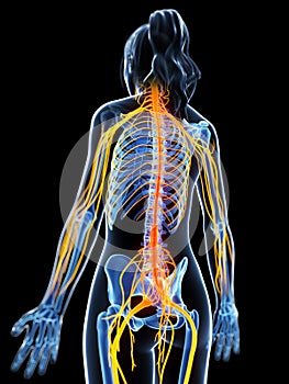 Highlighted nerve system