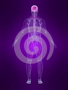 Highlighted nervous system