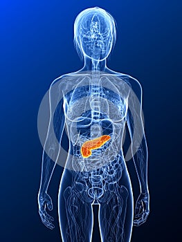 Highlighted pancreas photo