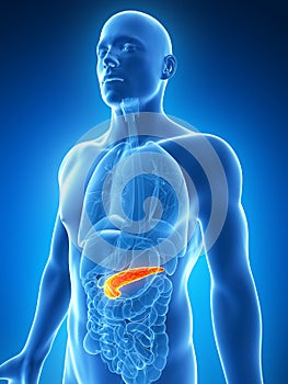 Highlighted pancreas photo