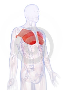Highlighted pectoralis major