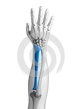 Highlighted radius