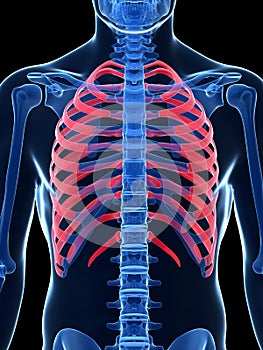 Highlighted ribcage