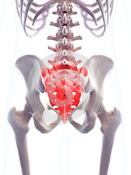 The highlighted sacrum