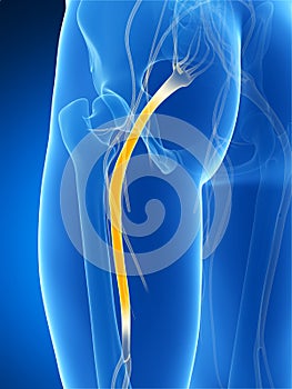 Highlighted sciatic nerve