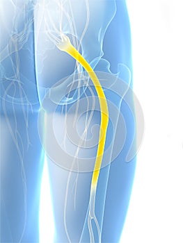 Highlighted sciatic nerve