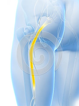 Highlighted sciatic nerve