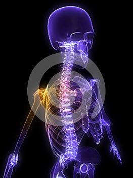 Highlighted shoulder