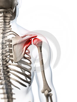 Highlighted shoulder joint