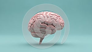 Is highlighted by soft lighting emphasizing the hemispheres and the