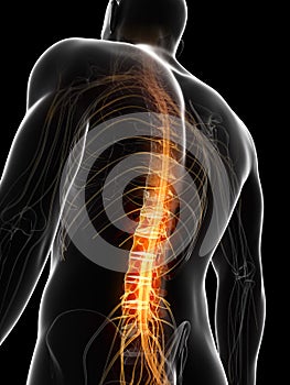 Highlighted spinal chord