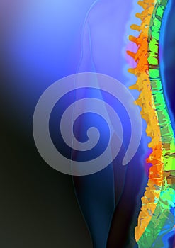 Highlighted spinal chord