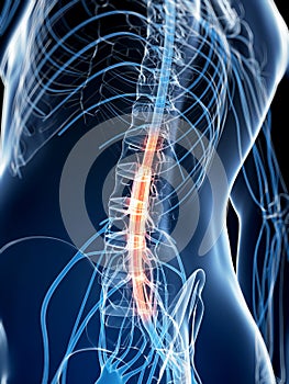 Highlighted spinal cord