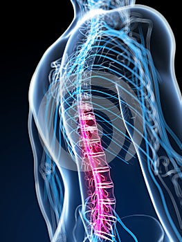 Highlighted spinal cord