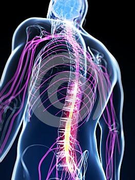 Highlighted spinal cord