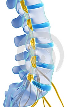 Highlighted spinal cord