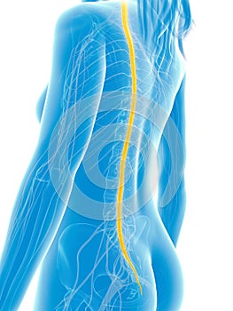 Highlighted spinal cord