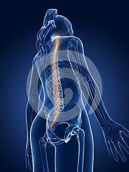 Highlighted spinal cord