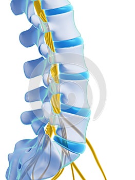 Highlighted spinal cord photo